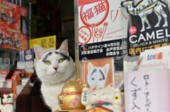  日本水户市政府 据悉